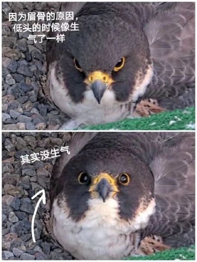 唉