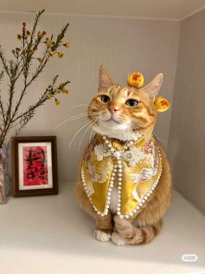 是小猫