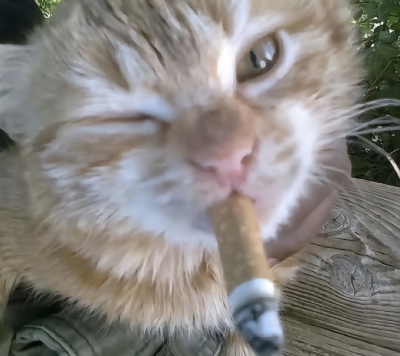 可爱搞笑小猫