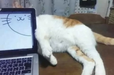 可爱搞笑小猫