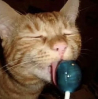 可爱搞笑小猫