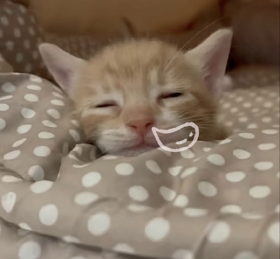 可爱搞笑小猫