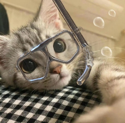 小可爱们