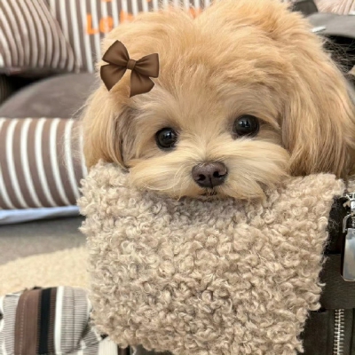 小可爱们