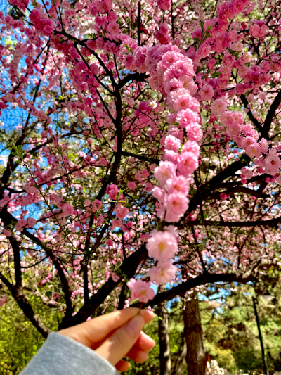 春和景明