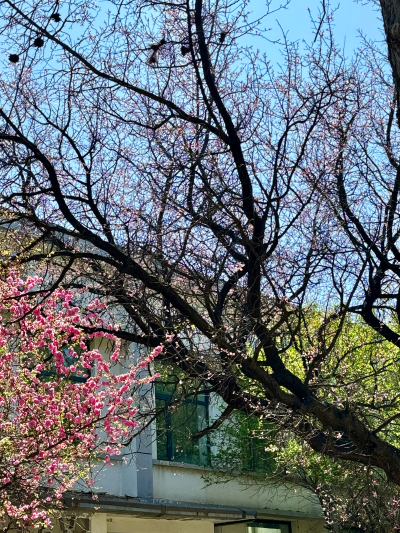 春和景明