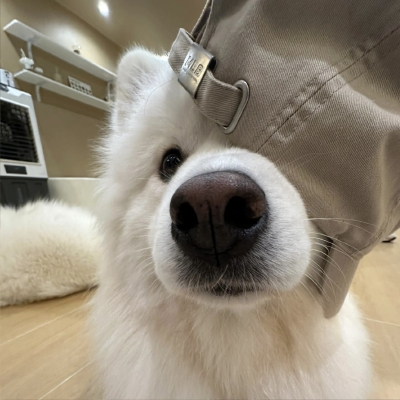 小可爱们