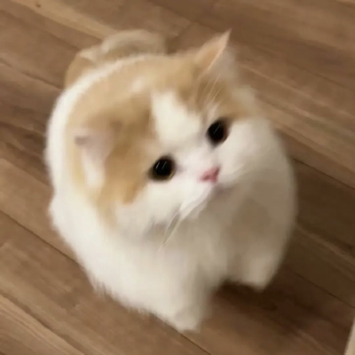 小可爱们