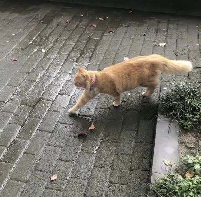 猫咪