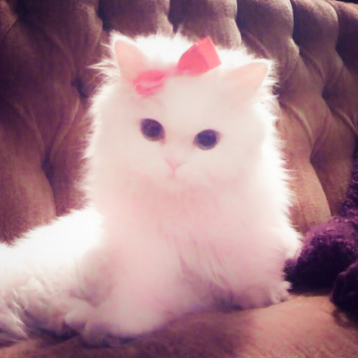 一颗猫咪眼泪