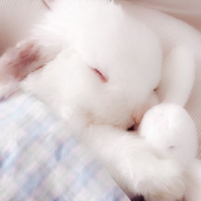 一颗猫咪眼泪