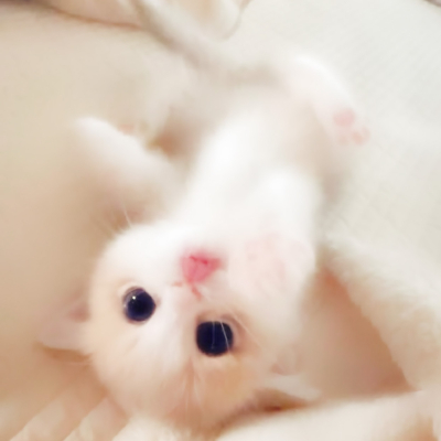 一颗猫咪眼泪