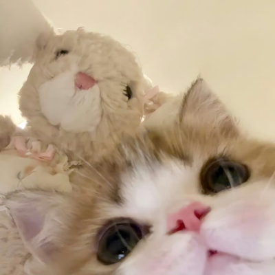可爱猫猫头像
