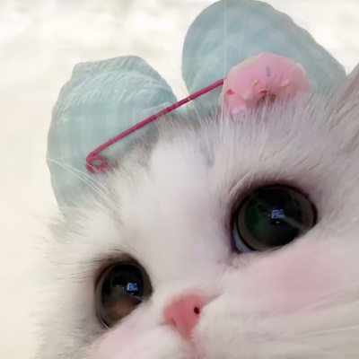 可爱猫猫头像
