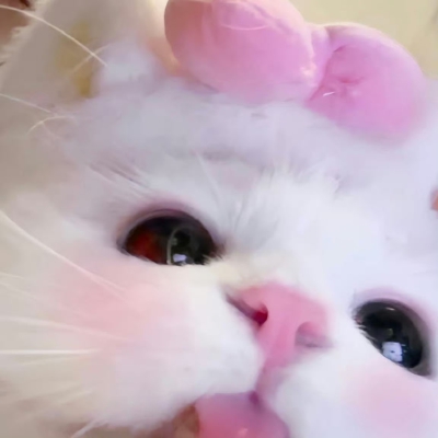 可爱猫猫头像