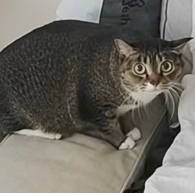 pet