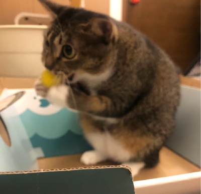 pet