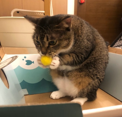 pet