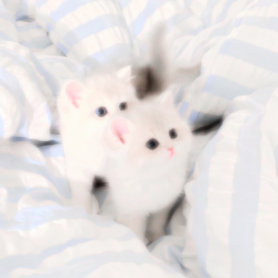 little cat。
