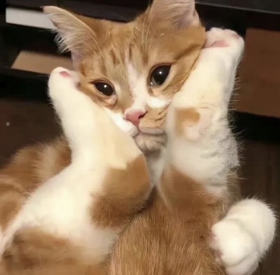 可爱猫猫头像