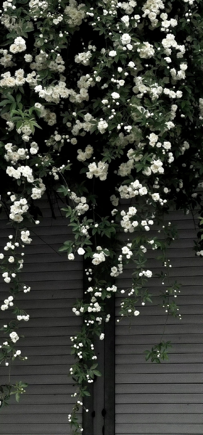 壁纸