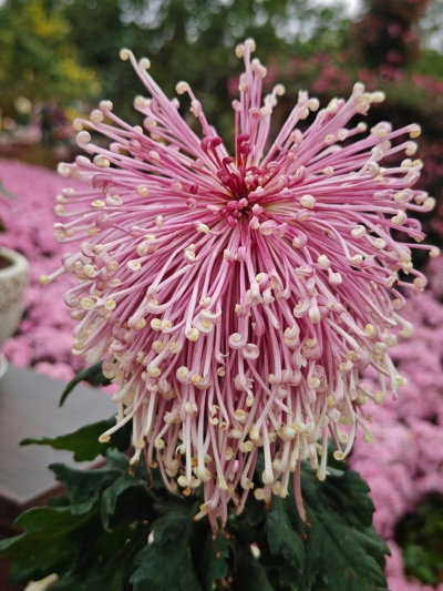 菊