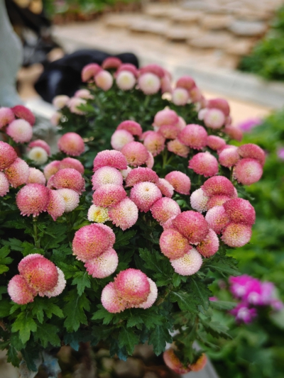 菊