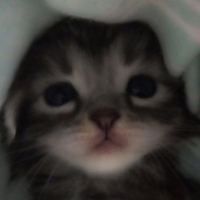 ฅ^._.^ฅ