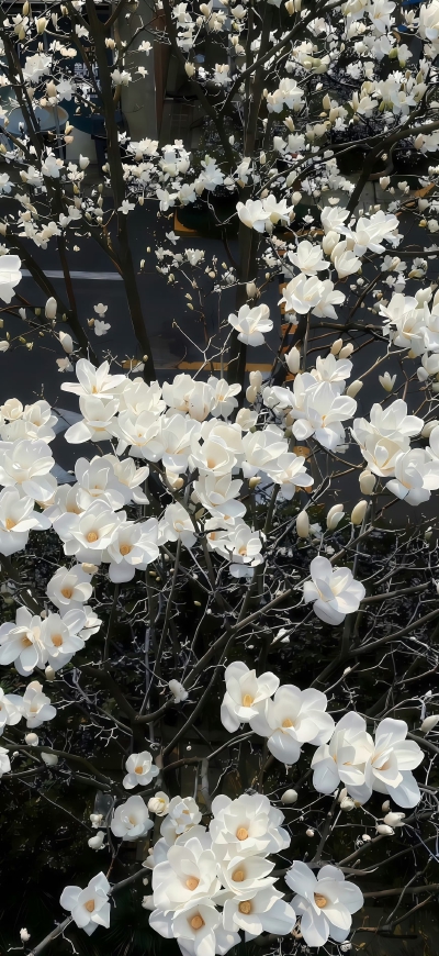 ios26裸眼3D景深壁纸
#氛围感壁纸#