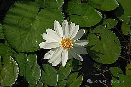 美丽睡莲 Nymphaea pulchella原产于从墨西哥中部和南部到巴西的地区，以及从巴哈马群岛到维尔京群岛（包括圣克罗伊岛）的地区。