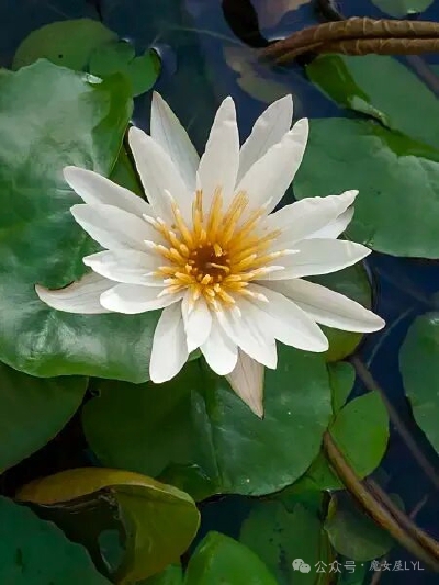 四色睡莲 Nymphaea micrantha不知道为什么叫这个中文名，拉丁名的意思是“小花”。