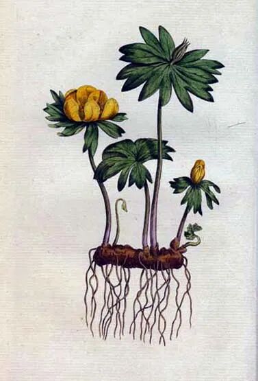 Helleborus Hyemalis（冬藜芦或附子）