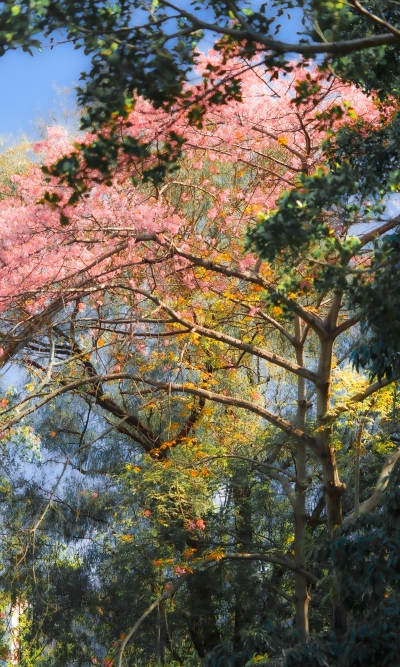 壁纸