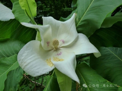 阿什木兰（Magnolia ashei）