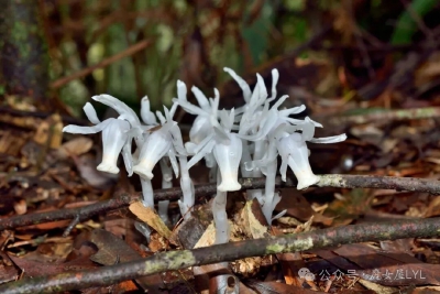 球果假水晶兰（学名：Cheilotheca humilis）
这是另一个假水晶兰属下的一个种，又称长白假水晶兰、矮假水晶兰。种加名humilis意为“低矮的”。
