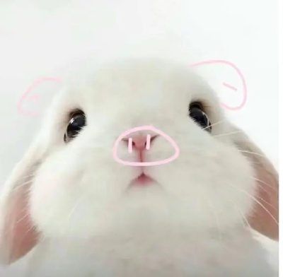 (ㆁωㆁ)