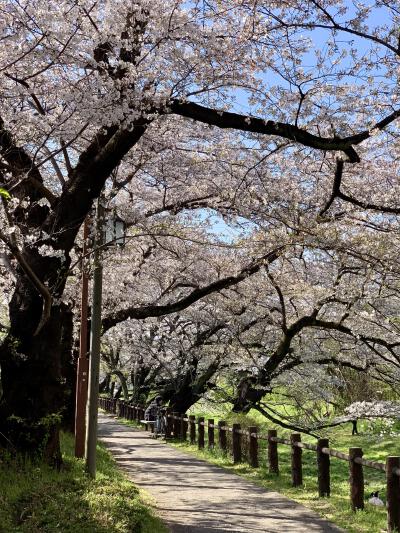 只有日本