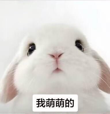 /ᐠ｡ꞈ｡ᐟ