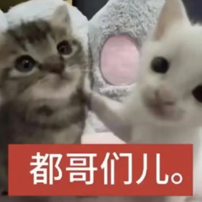 猫猫表情包