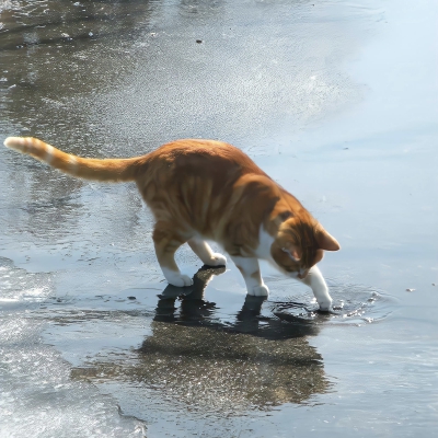 可爱猫猫狗狗头像·图源微博