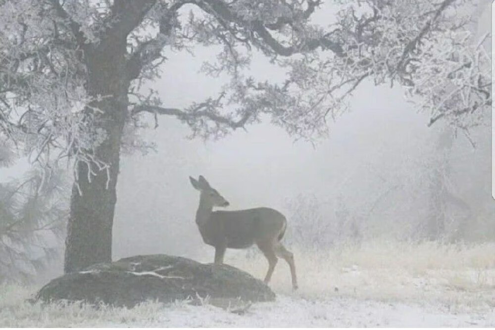 雪一样纯白