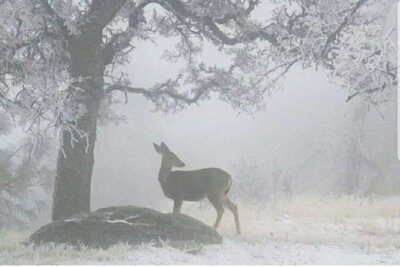 雪一样纯白