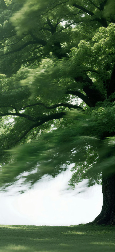壁纸｜搬运网络 侵删
