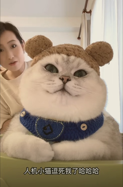 银渐层