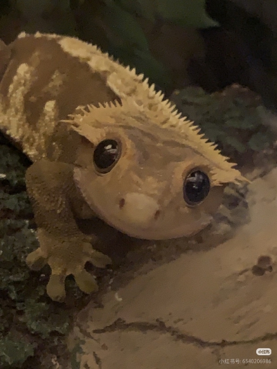 。