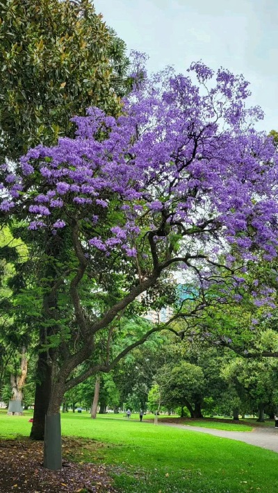 蓝花楹下的紫色诗行