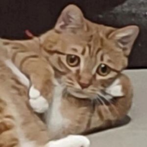 猫猫表情包