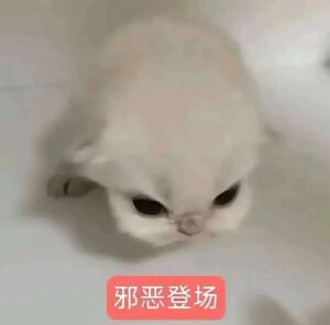 猫猫表情包