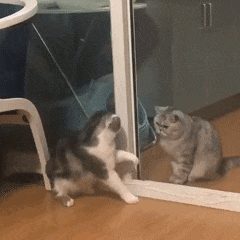 猫猫表情包