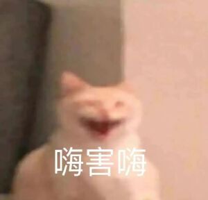 猫猫表情包